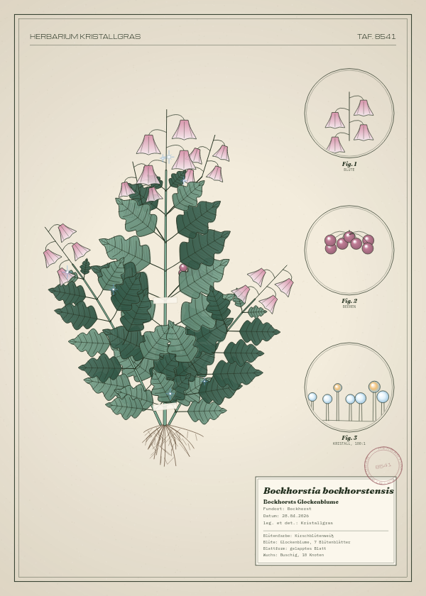 Botanische Tafel: Bockhorstia bockhorstensis, eine erfundene Pflanze aus Bockhorst, gezeichnet wie in einem alten Pflanzenatlas