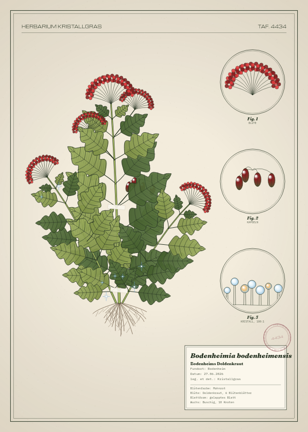 Botanische Tafel: Bodenheimia bodenheimensis, eine erfundene Pflanze aus Bodenheim, gezeichnet wie in einem alten Pflanzenatlas