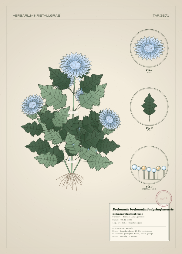 Botanische Tafel: Bodmania bodmanludwigshafenensis, eine erfundene Pflanze aus Bodman-Ludwigshafen, gezeichnet wie in einem alten Pflanzenatlas
