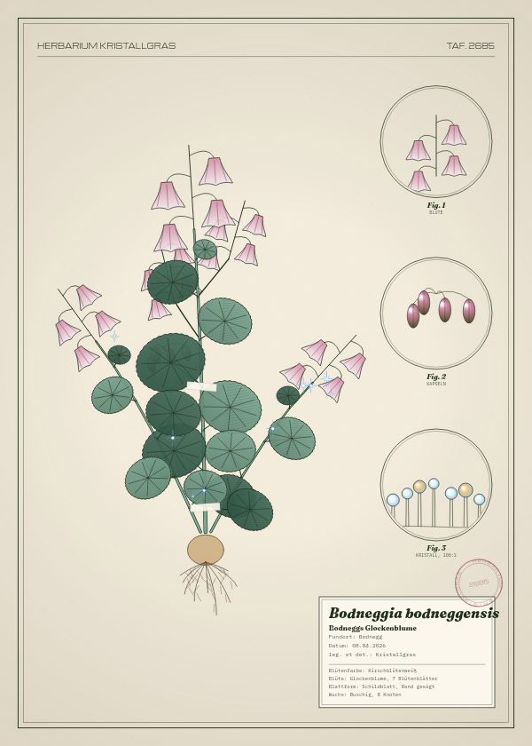 Botanische Tafel: Bodneggia bodneggensis, eine erfundene Pflanze aus Bodnegg, gezeichnet wie in einem alten Pflanzenatlas