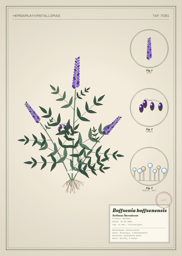 Botanische Tafel: Boffzenia boffzenensis, eine erfundene Pflanze aus Boffzen, gezeichnet wie in einem alten Pflanzenatlas