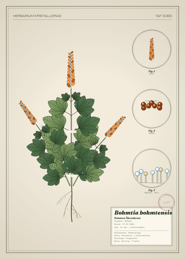 Botanische Tafel: Bohmtia bohmtensis, eine erfundene Pflanze aus Bohmte, gezeichnet wie in einem alten Pflanzenatlas