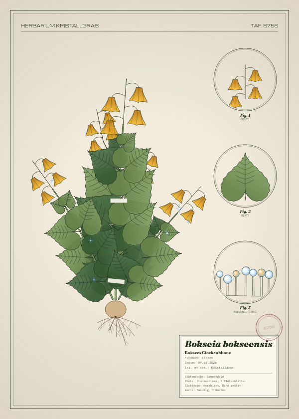 Botanische Tafel: Bokseia bokseensis, eine erfundene Pflanze aus Boksee, gezeichnet wie in einem alten Pflanzenatlas