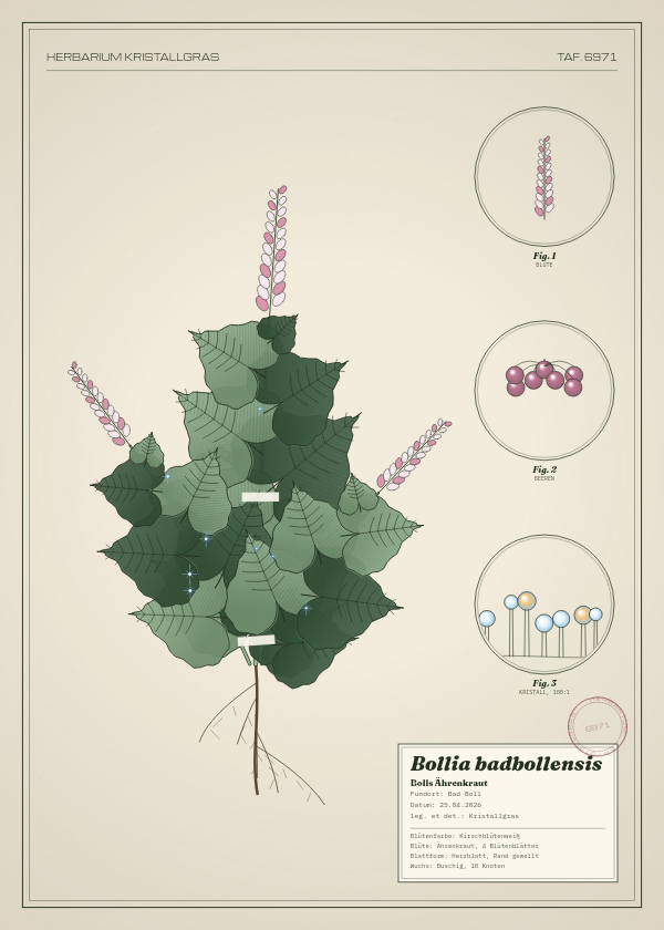 Botanische Tafel: Bollia badbollensis, eine erfundene Pflanze aus Bad Boll, gezeichnet wie in einem alten Pflanzenatlas