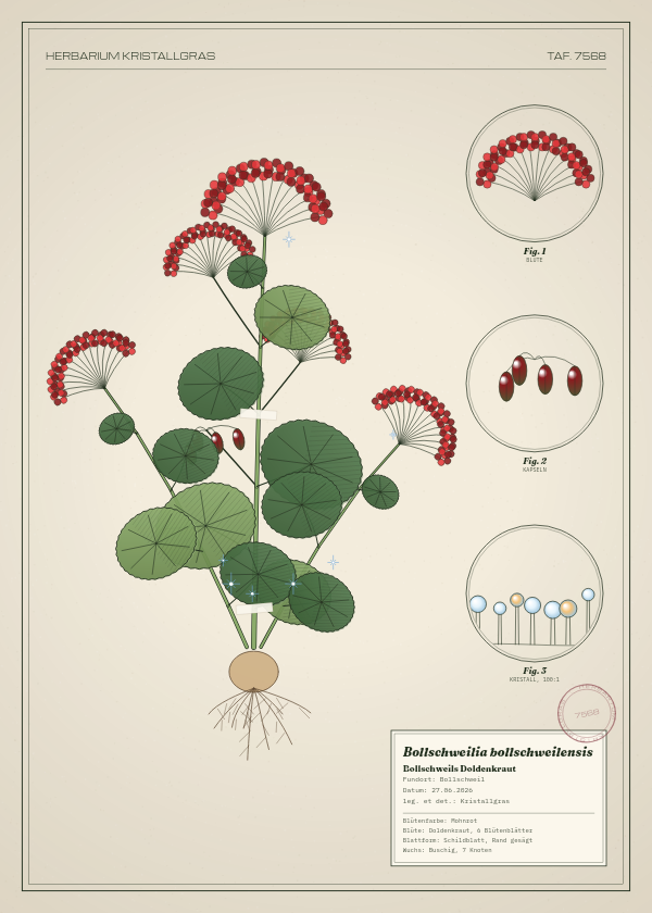 Botanische Tafel: Bollschweilia bollschweilensis, eine erfundene Pflanze aus Bollschweil, gezeichnet wie in einem alten Pflanzenatlas