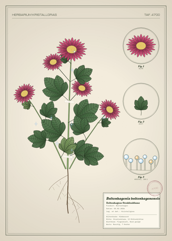Botanische Tafel: Boltenhagenia boltenhagenensis, eine erfundene Pflanze aus Boltenhagen, gezeichnet wie in einem alten Pflanzenatlas