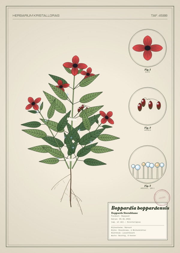 Botanische Tafel: Boppardia boppardensis, eine erfundene Pflanze aus Boppard, gezeichnet wie in einem alten Pflanzenatlas