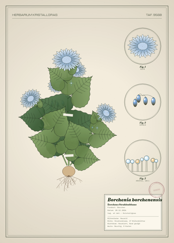 Botanische Tafel: Borchenia borchenensis, eine erfundene Pflanze aus Borchen, gezeichnet wie in einem alten Pflanzenatlas