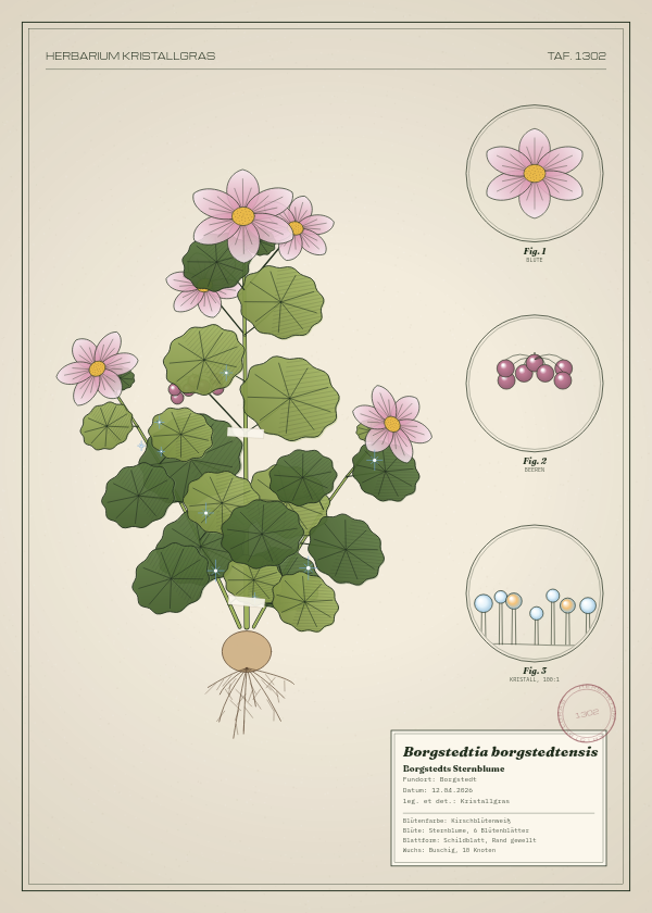 Botanische Tafel: Borgstedtia borgstedtensis, eine erfundene Pflanze aus Borgstedt, gezeichnet wie in einem alten Pflanzenatlas