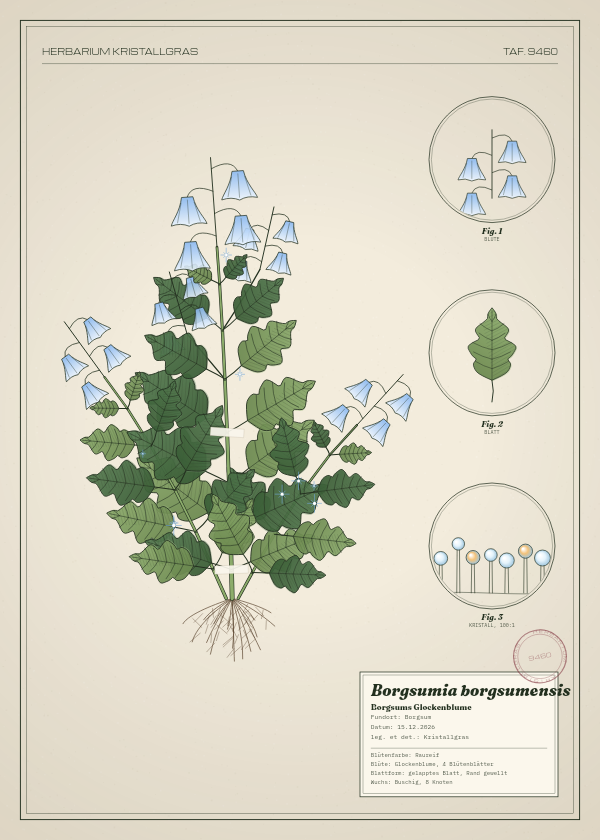 Botanische Tafel: Borgsumia borgsumensis, eine erfundene Pflanze aus Borgsum, gezeichnet wie in einem alten Pflanzenatlas