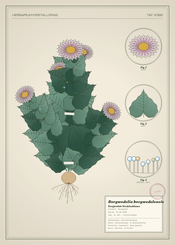 Botanische Tafel: Borgwedelia borgwedelensis, eine erfundene Pflanze aus Borgwedel, gezeichnet wie in einem alten Pflanzenatlas