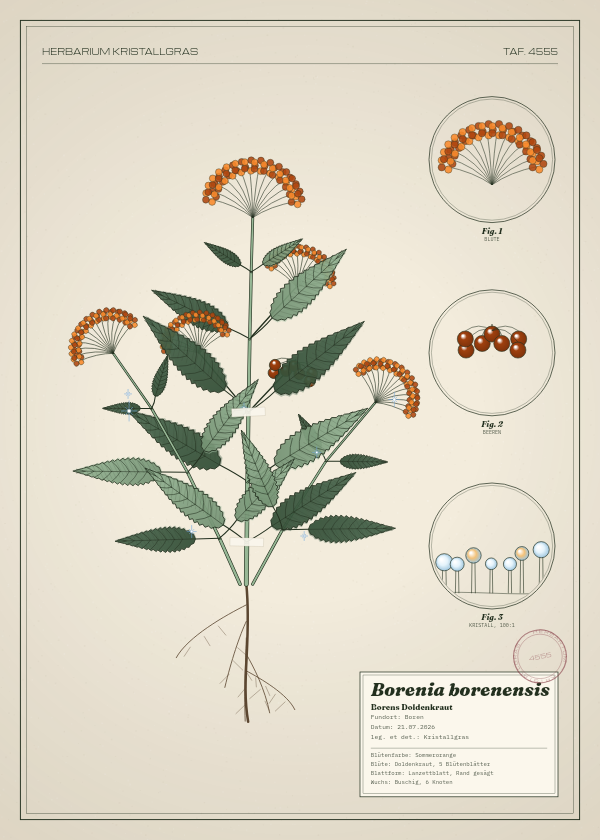 Botanische Tafel: Borenia borenensis, eine erfundene Pflanze aus Boren, gezeichnet wie in einem alten Pflanzenatlas