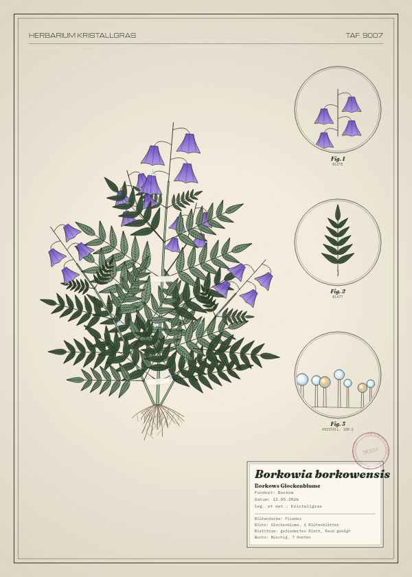 Botanische Tafel: Borkowia borkowensis, eine erfundene Pflanze aus Borkow, gezeichnet wie in einem alten Pflanzenatlas