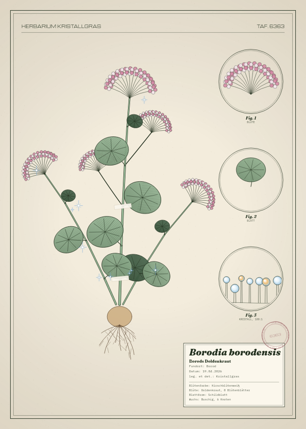 Botanische Tafel: Borodia borodensis, eine erfundene Pflanze aus Borod, gezeichnet wie in einem alten Pflanzenatlas