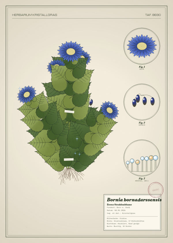 Botanische Tafel: Bornia bornadarssensis, eine erfundene Pflanze aus Born a. Darß, gezeichnet wie in einem alten Pflanzenatlas