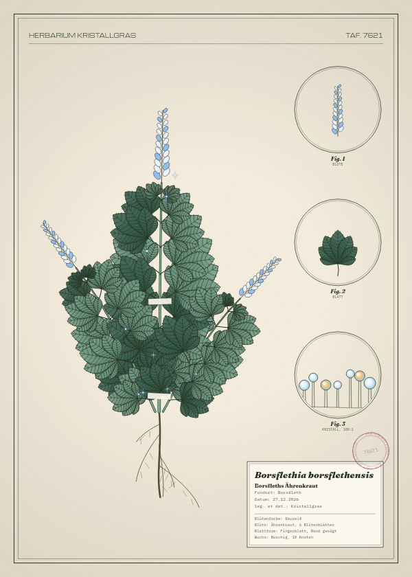 Botanische Tafel: Borsflethia borsflethensis, eine erfundene Pflanze aus Borsfleth, gezeichnet wie in einem alten Pflanzenatlas