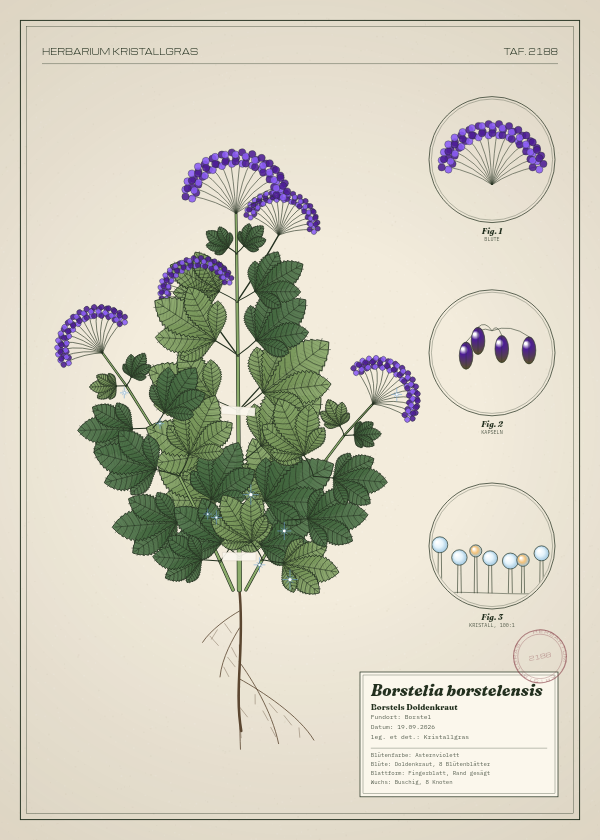 Botanische Tafel: Borstelia borstelensis, eine erfundene Pflanze aus Borstel, gezeichnet wie in einem alten Pflanzenatlas