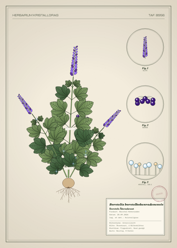 Botanische Tafel: Borstelia borstelhohenradenensis, eine erfundene Pflanze aus Borstel-Hohenraden, gezeichnet wie in einem alten Pflanzenatlas