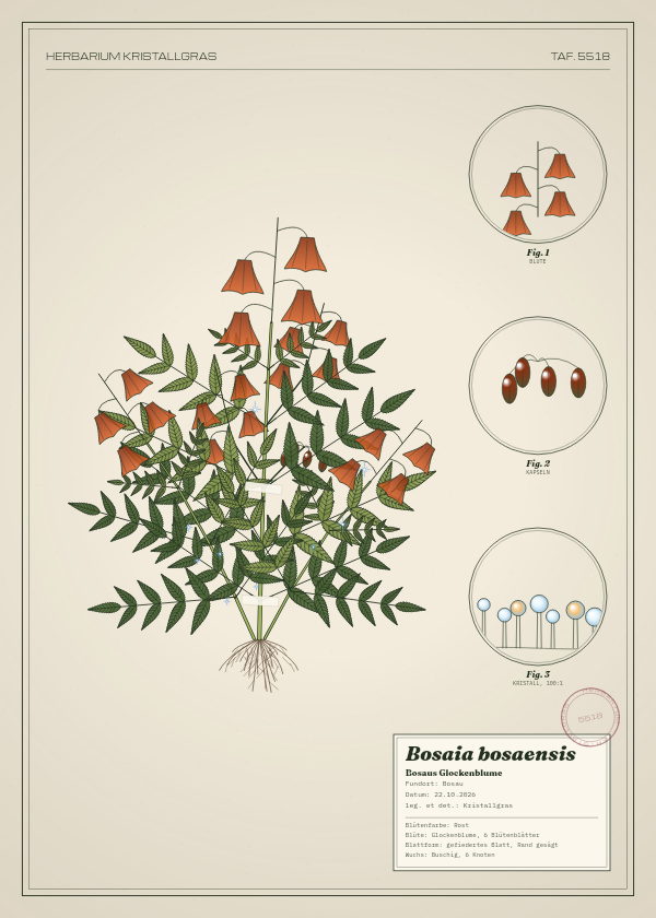 Botanische Tafel: Bosaia bosaensis, eine erfundene Pflanze aus Bosau, gezeichnet wie in einem alten Pflanzenatlas