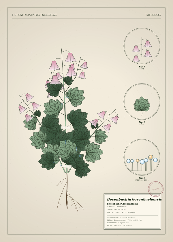 Botanische Tafel: Bosenbachia bosenbachensis, eine erfundene Pflanze aus Bosenbach, gezeichnet wie in einem alten Pflanzenatlas