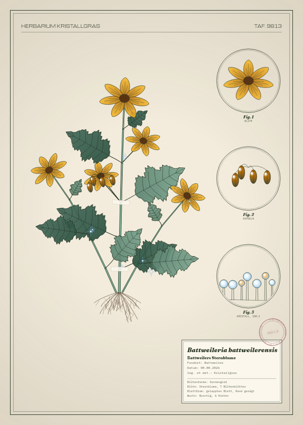 Botanische Tafel: Battweileria battweilerensis, eine erfundene Pflanze aus Battweiler, gezeichnet wie in einem alten Pflanzenatlas