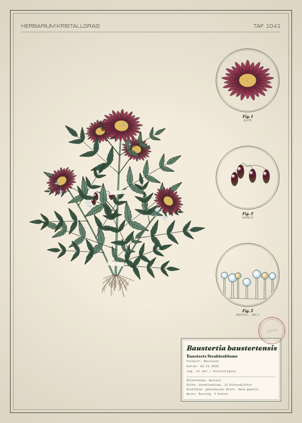 Botanische Tafel: Baustertia baustertensis, eine erfundene Pflanze aus Baustert, gezeichnet wie in einem alten Pflanzenatlas