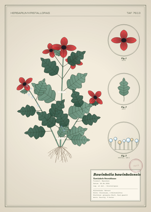 Botanische Tafel: Bawinkelia bawinkelensis, eine erfundene Pflanze aus Bawinkel, gezeichnet wie in einem alten Pflanzenatlas