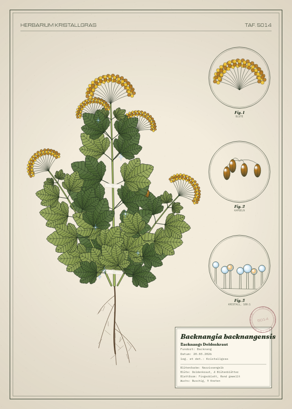 Botanische Tafel: Backnangia backnangensis, eine erfundene Pflanze aus Backnang, gezeichnet wie in einem alten Pflanzenatlas