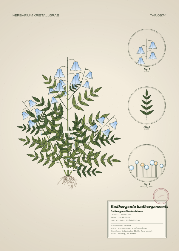 Botanische Tafel: Badbergenia badbergenensis, eine erfundene Pflanze aus Badbergen, gezeichnet wie in einem alten Pflanzenatlas