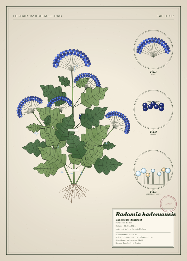 Botanische Tafel: Bademia bademensis, eine erfundene Pflanze aus Badem, gezeichnet wie in einem alten Pflanzenatlas