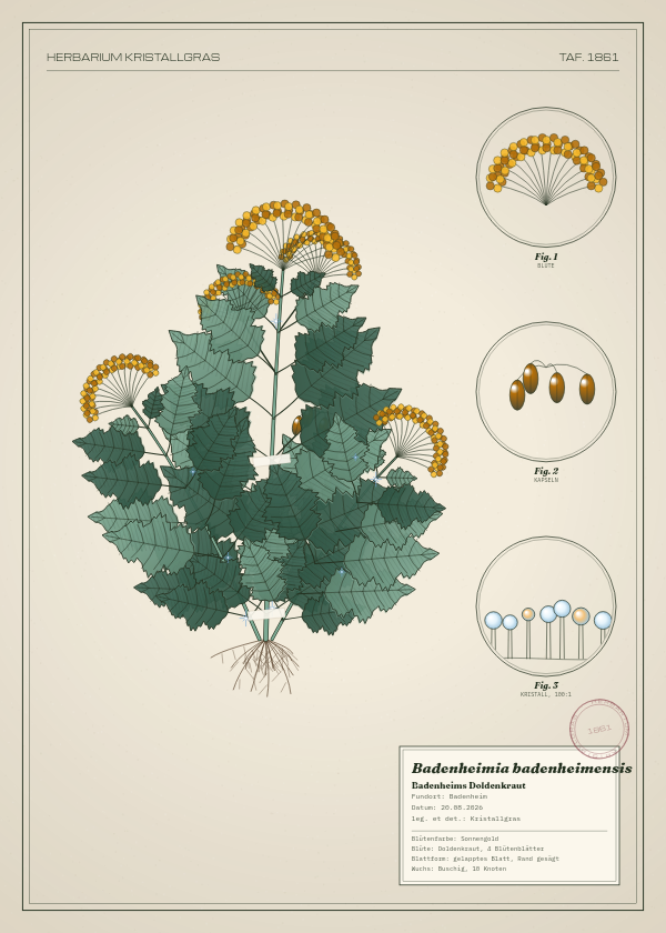 Botanische Tafel: Badenheimia badenheimensis, eine erfundene Pflanze aus Badenheim, gezeichnet wie in einem alten Pflanzenatlas