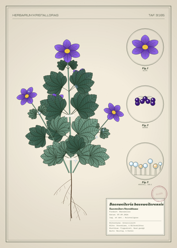 Botanische Tafel: Baesweileria baesweilerensis, eine erfundene Pflanze aus Baesweiler, gezeichnet wie in einem alten Pflanzenatlas