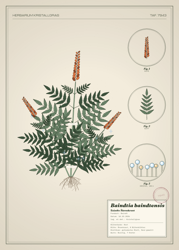 Botanische Tafel: Baindtia baindtensis, eine erfundene Pflanze aus Baindt, gezeichnet wie in einem alten Pflanzenatlas