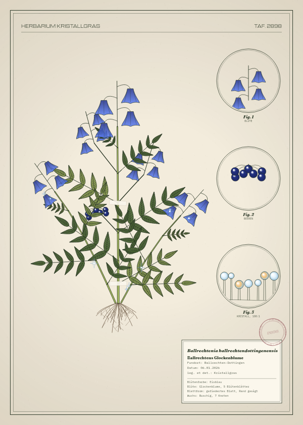 Botanische Tafel: Ballrechtenia ballrechtendottingenensis, eine erfundene Pflanze aus Ballrechten-Dottingen, gezeichnet wie in einem alten Pflanzenatlas