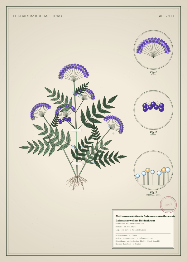 Botanische Tafel: Baltmannsweileria baltmannsweilerensis, eine erfundene Pflanze aus Baltmannsweiler, gezeichnet wie in einem alten Pflanzenatlas
