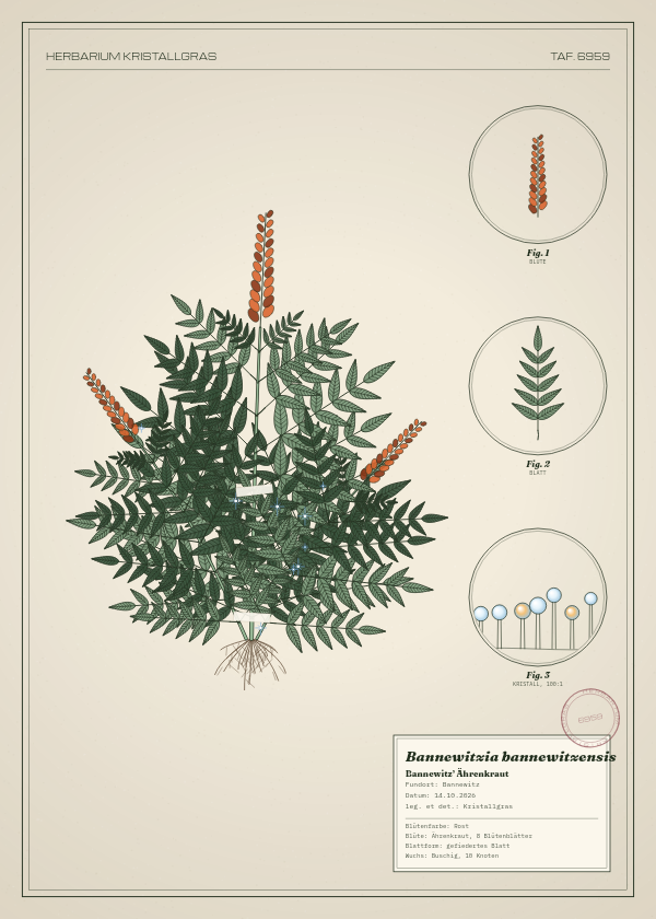 Botanische Tafel: Bannewitzia bannewitzensis, eine erfundene Pflanze aus Bannewitz, gezeichnet wie in einem alten Pflanzenatlas