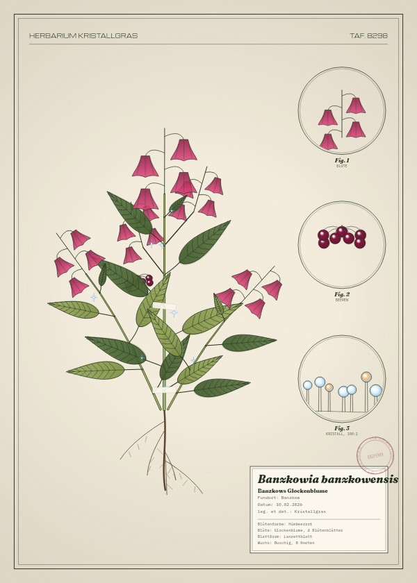 Botanische Tafel: Banzkowia banzkowensis, eine erfundene Pflanze aus Banzkow, gezeichnet wie in einem alten Pflanzenatlas