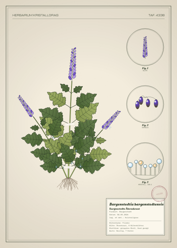 Botanische Tafel: Bargenstedtia bargenstedtensis, eine erfundene Pflanze aus Bargenstedt, gezeichnet wie in einem alten Pflanzenatlas