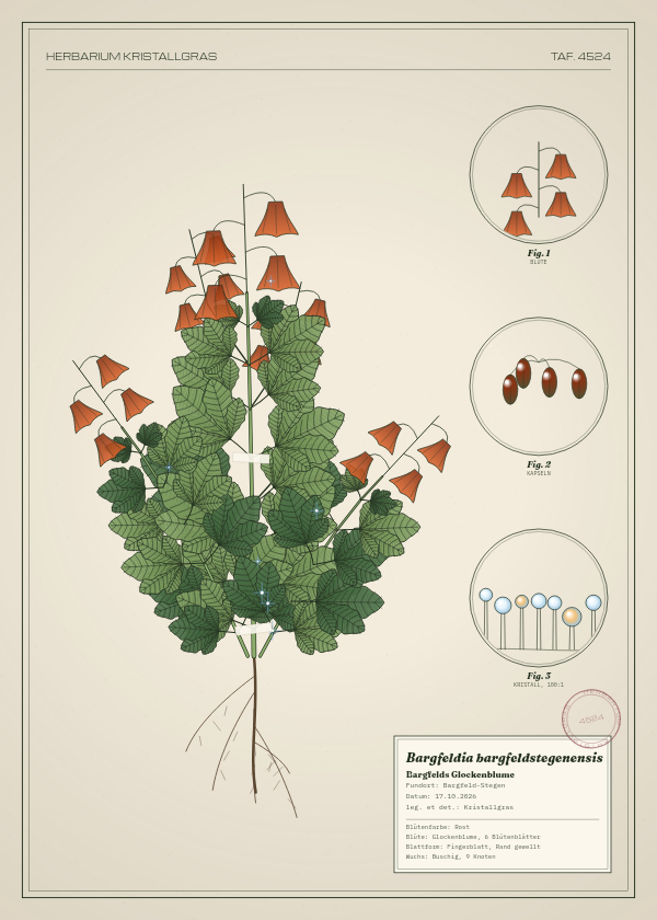 Botanische Tafel: Bargfeldia bargfeldstegenensis, eine erfundene Pflanze aus Bargfeld-Stegen, gezeichnet wie in einem alten Pflanzenatlas