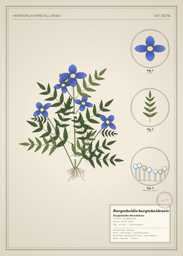 Botanische Tafel: Bargteheidia bargteheidensis, eine erfundene Pflanze aus Bargteheide, gezeichnet wie in einem alten Pflanzenatlas