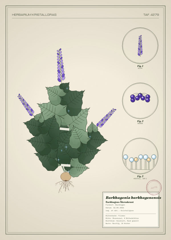 Botanische Tafel: Barkhagenia barkhagenensis, eine erfundene Pflanze aus Barkhagen, gezeichnet wie in einem alten Pflanzenatlas