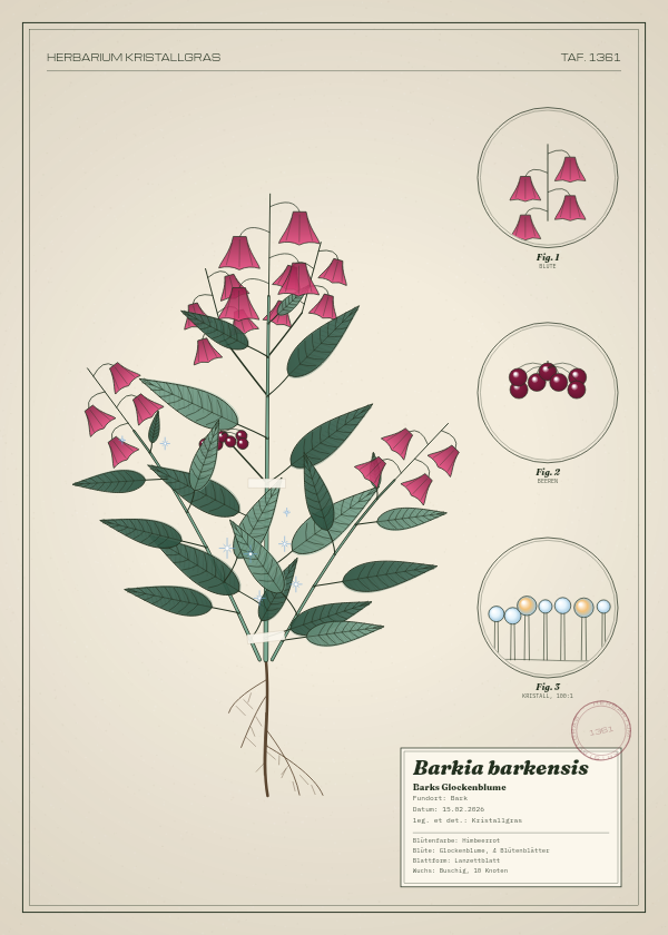 Botanische Tafel: Barkia barkensis, eine erfundene Pflanze aus Bark, gezeichnet wie in einem alten Pflanzenatlas