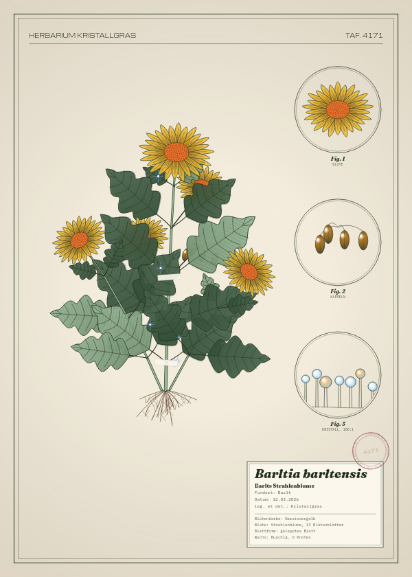 Botanische Tafel: Barltia barltensis, eine erfundene Pflanze aus Barlt, gezeichnet wie in einem alten Pflanzenatlas