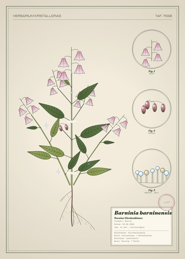 Botanische Tafel: Barninia barninensis, eine erfundene Pflanze aus Barnin, gezeichnet wie in einem alten Pflanzenatlas