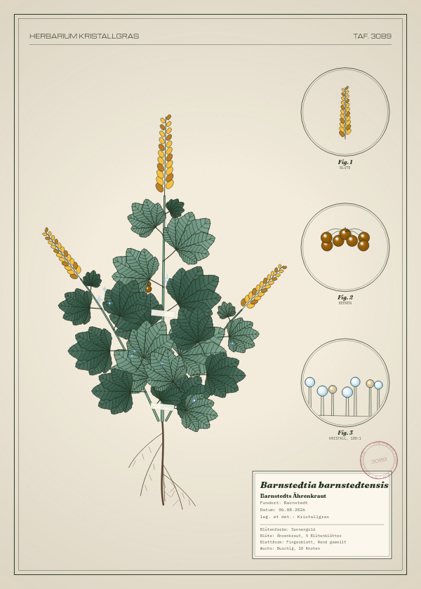 Botanische Tafel: Barnstedtia barnstedtensis, eine erfundene Pflanze aus Barnstedt, gezeichnet wie in einem alten Pflanzenatlas