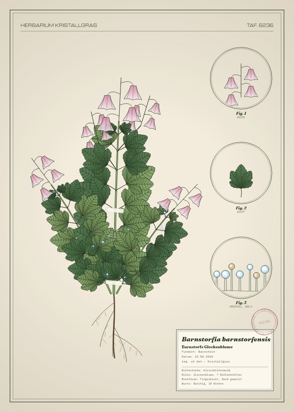 Botanische Tafel: Barnstorfia barnstorfensis, eine erfundene Pflanze aus Barnstorf, gezeichnet wie in einem alten Pflanzenatlas