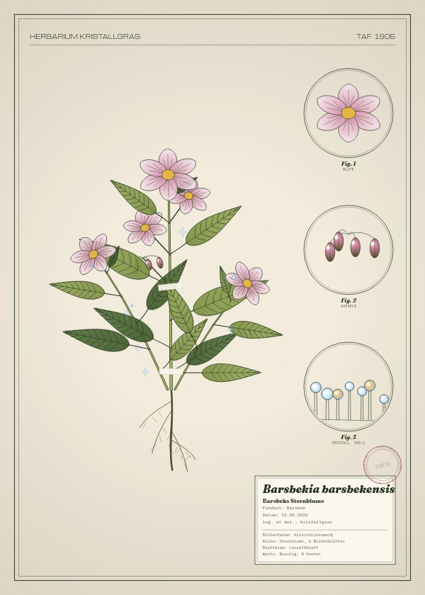Botanische Tafel: Barsbekia barsbekensis, eine erfundene Pflanze aus Barsbek, gezeichnet wie in einem alten Pflanzenatlas