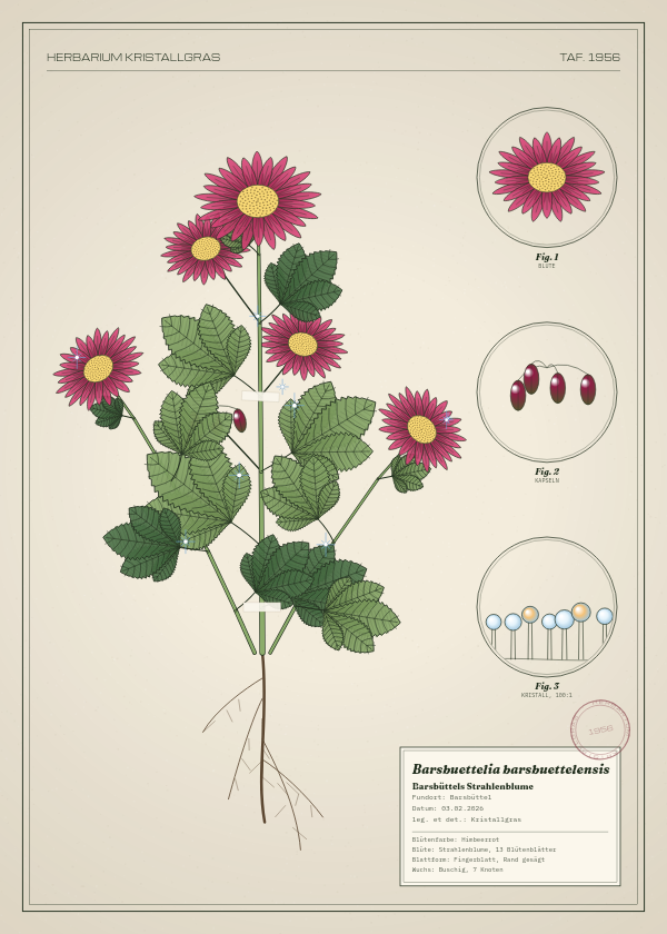 Botanische Tafel: Barsbuettelia barsbuettelensis, eine erfundene Pflanze aus Barsbüttel, gezeichnet wie in einem alten Pflanzenatlas