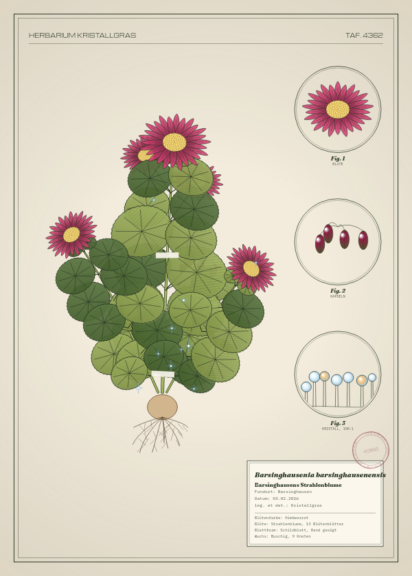 Botanische Tafel: Barsinghausenia barsinghausenensis, eine erfundene Pflanze aus Barsinghausen, gezeichnet wie in einem alten Pflanzenatlas