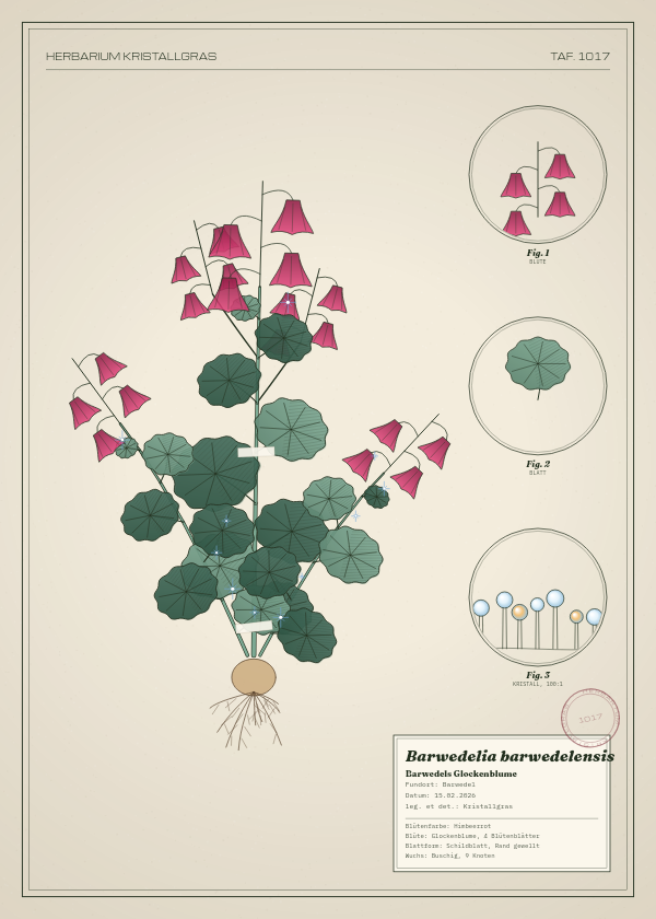 Botanische Tafel: Barwedelia barwedelensis, eine erfundene Pflanze aus Barwedel, gezeichnet wie in einem alten Pflanzenatlas
